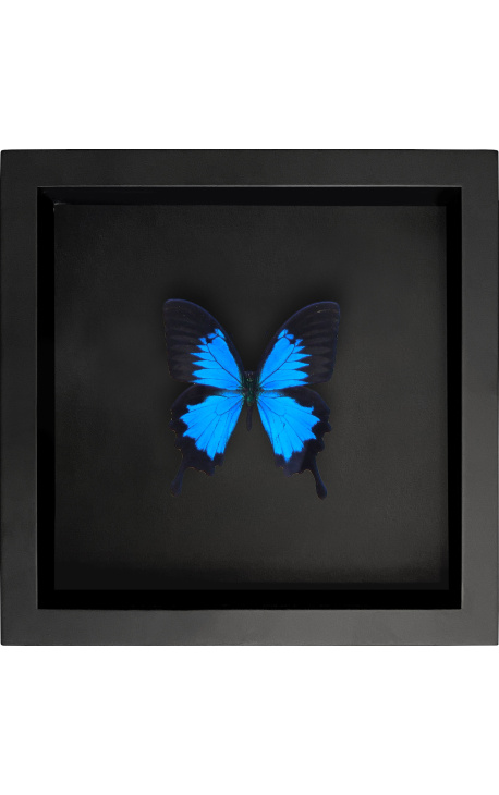 Dekorativní rámec na černém pozadí s motýlem "Ulysses Ulysses"