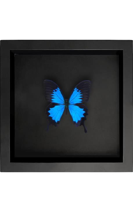 Quadro decorativo em fundo preto com borboleta "Ulisses Ulisses"
