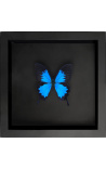 Decorative frame on black background with butterfly Ulysses Ulysses