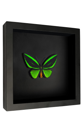 Decorative frame on black background with butterfly &quot;Ornithoptera Priamus Poseidon&quot;