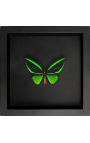 Decorative frame on black background with butterfly "Ornithoptera Priamus Poseidon"