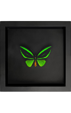 Decorative frame on black background with butterfly "Ornithoptera Priamus Poseidon"