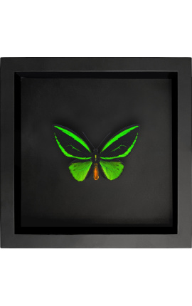Decorative frame on black background with butterfly "Ornithoptera Priamus Poseidon"