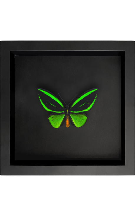 Decorative frame on black background with butterfly "Ornithoptera Priamus Poseidon"