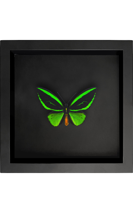 Dekoračný rám na čiernom pozadí s motýľom "Ornithoptera Priamus Poseidon"