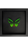 Dekorativer Rahmen auf schwarzem Hintergrund mit Schmetterling Ornithoptera Priamus Poseidon