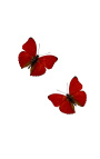 Декоративна рамка на черен фон с пеперуда "Cymothoe Sangaris"