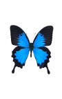 Moldura decorativa em fundo preto com uma borboleta "Ulysses Ulysses"