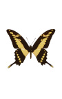 Dekoratīva rāmja uz melna fona ar putnu "Papilio Thoas Cinyras"