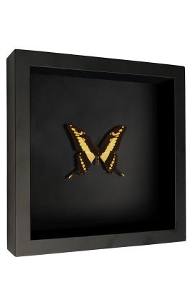Dekorativni okvir na črnem ozadju z metuljem &quot;Papilio Thoas Cinyras&quot;