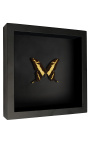 Decorative frame on black background with butterfly "Papilio Thoas Cinyras"