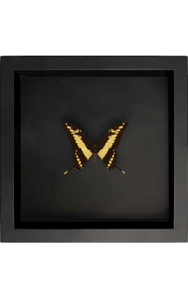 Dekoratyvinis rėmas juodoje fone su drugeliu "Papilio Thoas Cinyras"