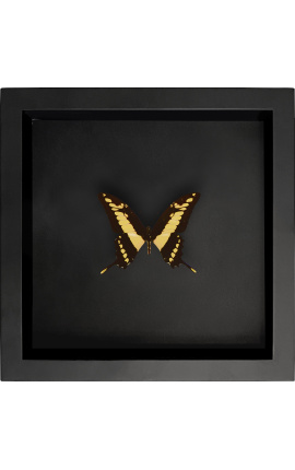 Quadro decorativo em fundo preto com borboleta "Papilio Thoas Cinyras"