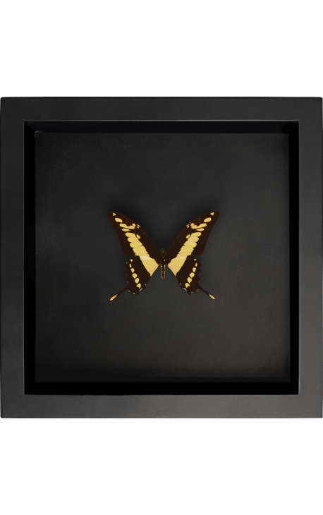 Decorative frame on black background with butterfly "Papilio Thoas Cinyras"