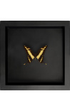 Decorative frame on black background with butterfly Papilio Thoas Cinyras