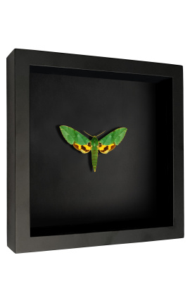 Marco decorativo en fondo negro con mariposa &quot;Euchloron Megaera&quot;