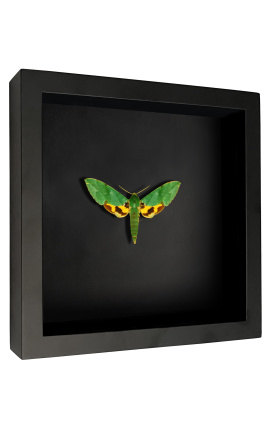 Moldura decorativa em fundo preto com borboleta &quot;Euchloron Megaera&quot;