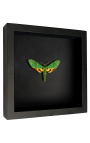 Dekorativni okvir na črnem ozadju z metuljem "Euchloron Megaera"