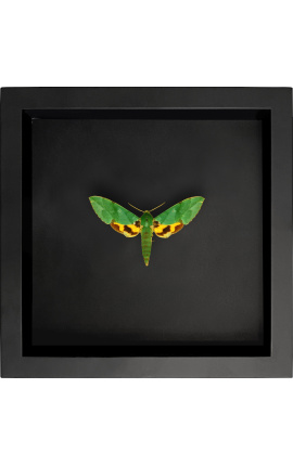 Moldura decorativa em fundo preto com borboleta "Euchloron Megaera"