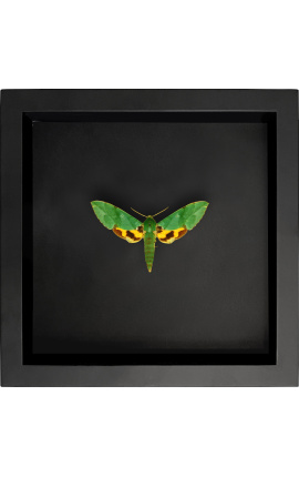 Quadro decorativo em fundo preto com borboleta "Eucloro Megaera"