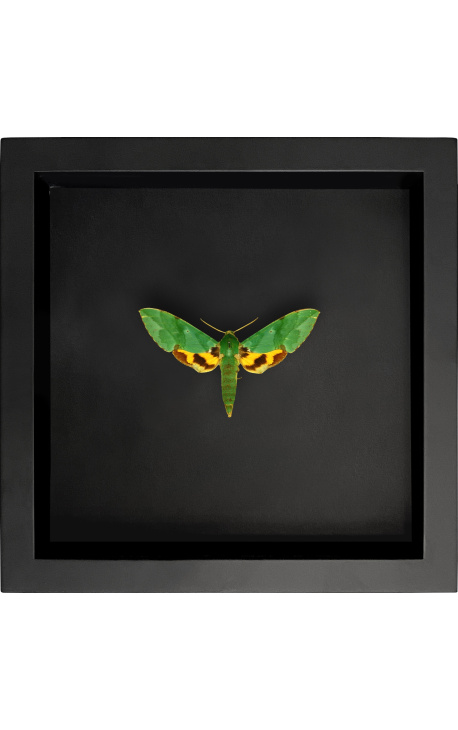 Cadre décoratif sur fond noir avec papillon "Euchloron Megaera"