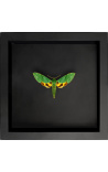 Cadre décoratif sur fond noir avec papillon Euchloron Megaera