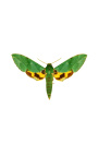 Декоративна рамка на черен фон с пеперуда "Euchloron Megaera"