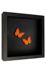 Telaio decorativo su fondo nero con farfalle "Appias Nero"