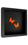 Dekorativer Rahmen auf schwarzem Hintergrund mit Schmetterlingen "Apps Nero"