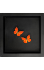 Dekorativer Rahmen auf schwarzem Hintergrund mit Schmetterlingen "Apps Nero"