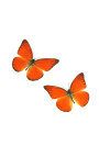 Dekoratiivinen kerma mustalla taustalla butterflies "Apua Nero"