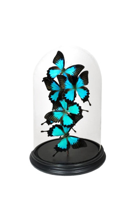 Butterflies (6) "Ulysses Ulysses" under glass globe