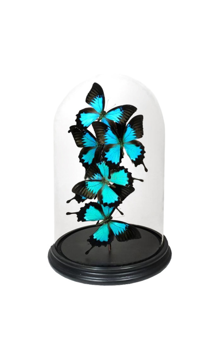 Butterflies (6) "Ulysses Ulysses" üveg globe