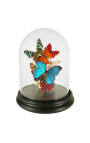 Borboletas com uma dúzia de variedades de borboletas sob o globo de vidro