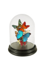 Knoopjes (4) "Papilio Blumei" onder de glasglobe