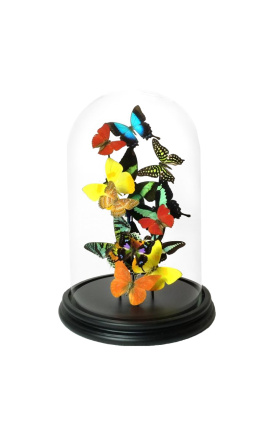 Exotische vlinders met verschillende soorten vlinders onder glazen stolp (S)