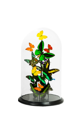 Eksotiske sommerfugler med flere varianter av sommerfugler under glasskuppel (L)