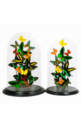 Farfalle esotiche con diverse varietà di farfalle sotto la cupola di vetro (XL)