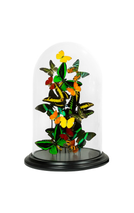 Eksotični metulji z več sortami metuljev pod stekleno kupolo (XL)