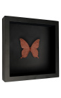 Dekorativ ramme på sort baggrund med kobber-farvet farvet farvet "I nærheden af Papilio Blumei" sommerfugle