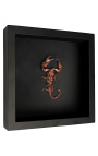 Decorative frame on black background with copper-colored "Heterometrus spinifer" scorpion