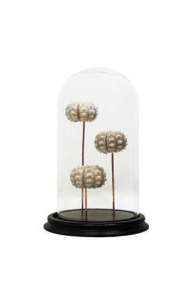 Sputnik Seeigel unter Glaskugel