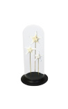 Starfish under glass globe