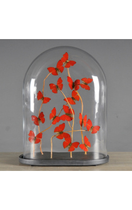 Red butterflies &quot;Cymothoe Sangaris&quot; (16) under oval glass globe