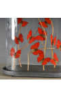 Червени пеперуди "Cymothoe Sangaris" (16) под овално стъклено кълбо
