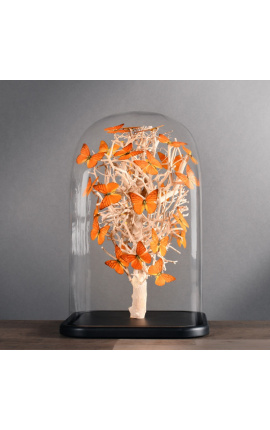 Mariposas naranjas &quot;Appias Nero&quot; bajo un globo de cristal cuadrado