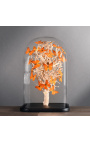 Orange butterflies "Appias Nero" under a square glass globe