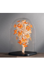 Mariposas naranjas "Appias Nero" bajo un globo de cristal cuadrado