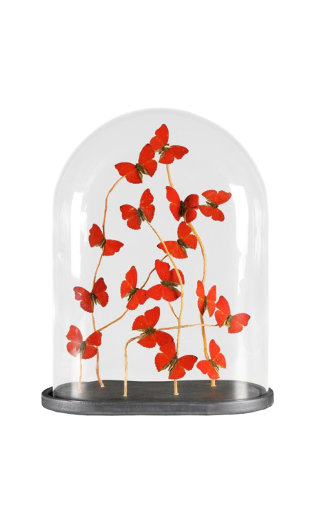 Rød sommerfugle "I nærheden af Cymothoe Sangaris" (16) under oval glas verden