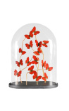 Red butterflies Cymothoe Sangaris (16) under oval glass globe